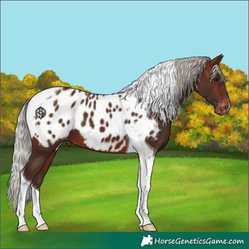 Horse Color:Silver Brown Tobiano Near Leopard 