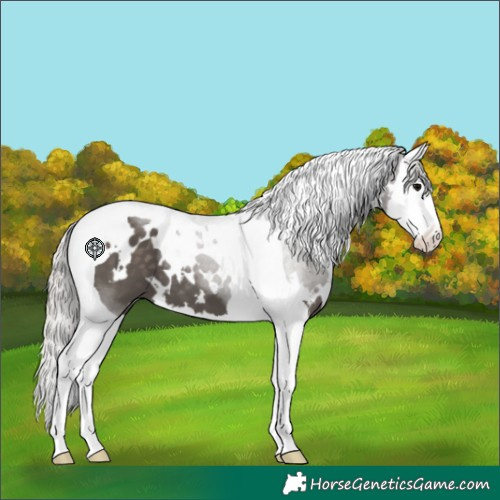 Horse Color:White Spotted Silver Black Splash Tobiano