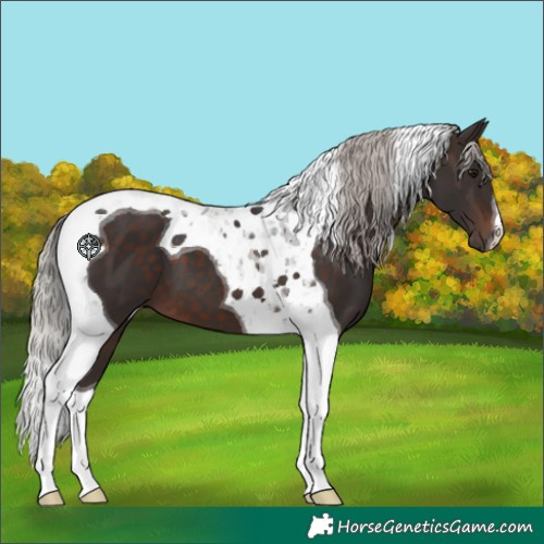 Horse Color:Silver Brown Tobiano 