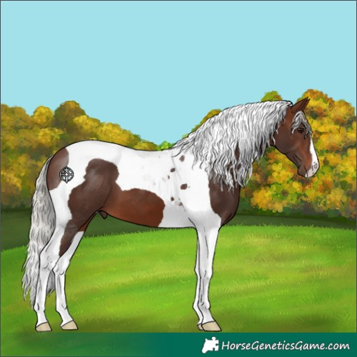 Horse Color:Silver Brown Tobiano 