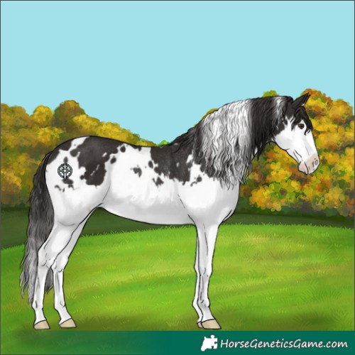Horse Color:White Spotted Liver Chestnut Splash Rabicano 