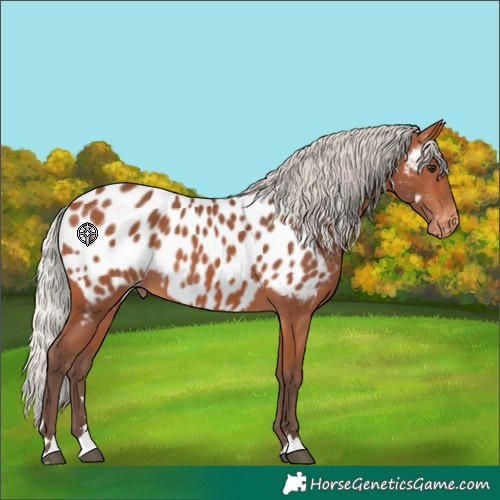 Horse Color:Silver Bay Appaloosa Rabicano