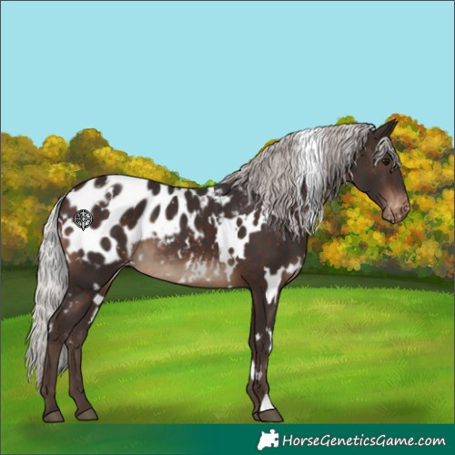 Horse Color:White Spotted Silver Brown Appaloosa 
