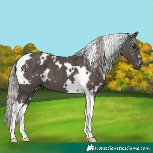Horse Color:White Spotted Silver Black Tobiano 