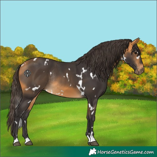 Horse Color:White Spotted Buckskin Rabicano