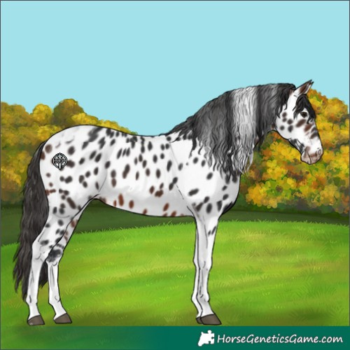 Horse Color:Brown Tobiano Appaloosa 