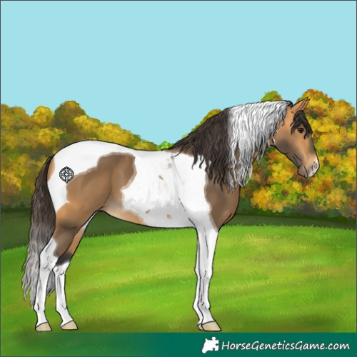 Horse Color:Buckskin Tobiano 