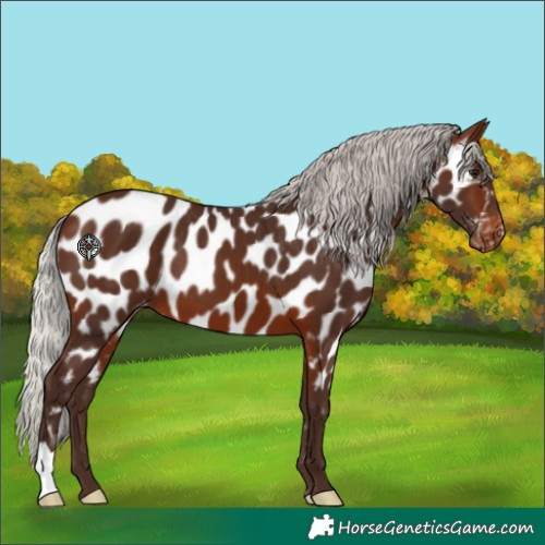 Horse Color:Silver Brown Appaloosa 