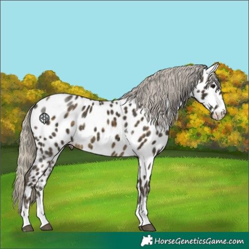 Horse Color:Silver Buckskin Tobiano Appaloosa 