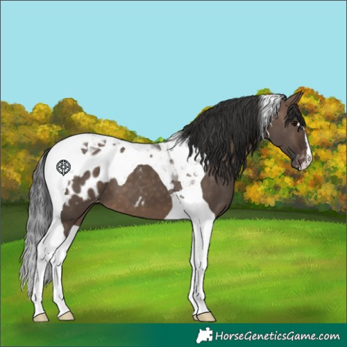 Horse Color:Brown Dun Tobiano Appaloosa