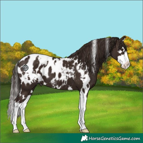 Horse Color:White Spotted Liver Chestnut Splash Appaloosa