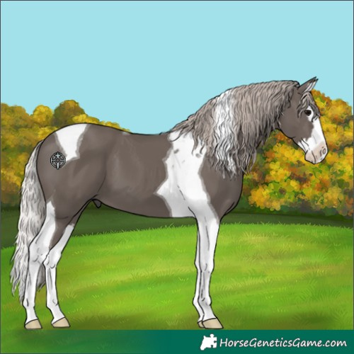Horse Color:Silver Black Splash Tobiano