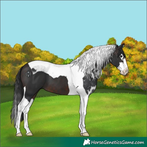 Horse Color:Brown Splash Tobiano