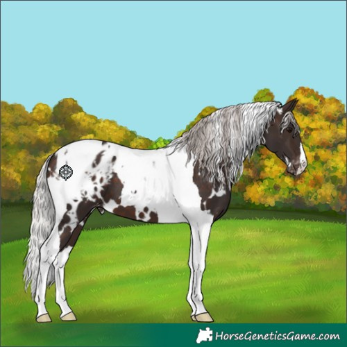 Horse Color:White Spotted Silver Brown Tobiano Appaloosa