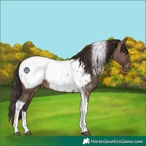 Horse Color:Brown Dun Tobiano Appaloosa 
