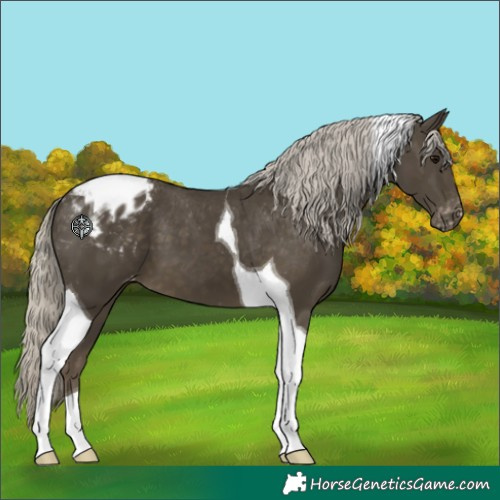 Horse Color:Silver Smoky Black Tobiano Appaloosa 