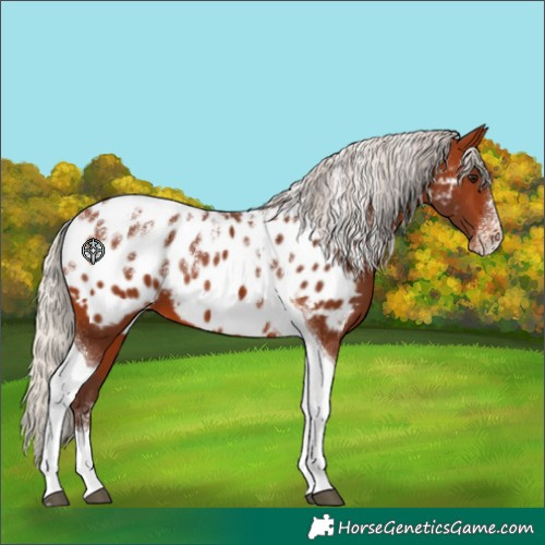 Horse Color:Powder White Silver Brown Tobiano Appaloosa 