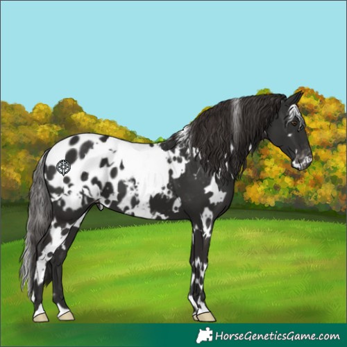 Horse Color:White Spotted Liver Chestnut Appaloosa