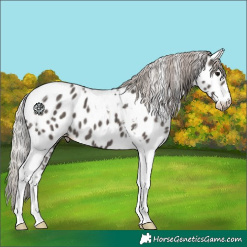 Horse Color:Silver Black Tobiano Appaloosa