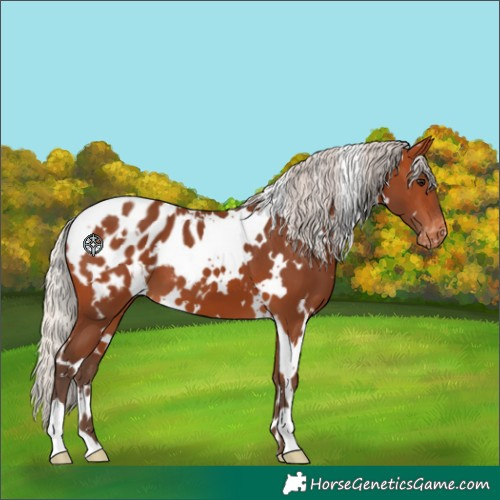 Horse Color:White Spotted Silver Bay Appaloosa 