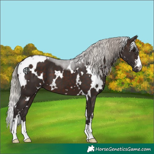 Horse Color:White Spotted Silver Brown 