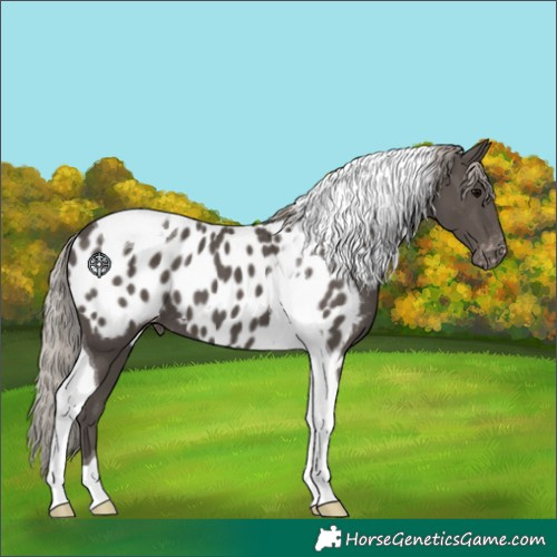 Horse Color:Silver Black Tobiano Appaloosa 