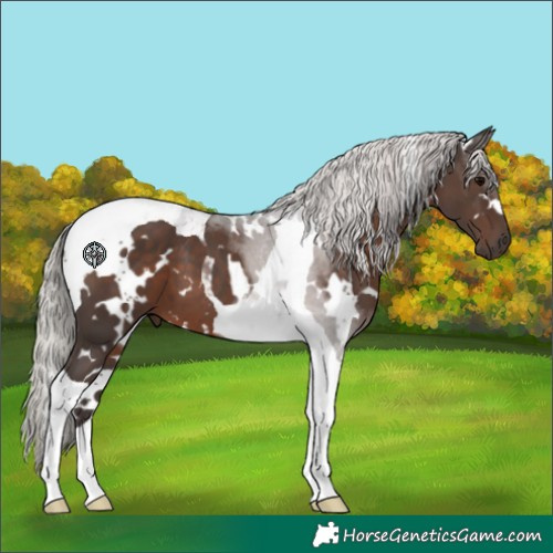Horse Color:White Spotted Silver Black Tobiano 