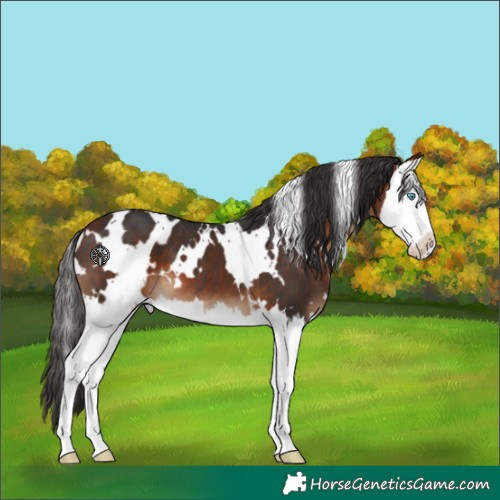 Horse Color:White Spotted Bay Splash