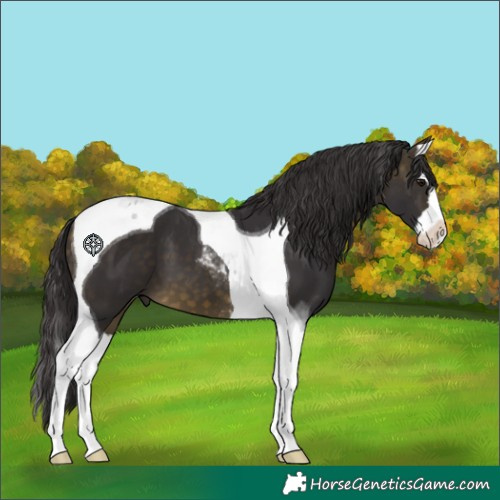 Horse Color:Buckskin Splash Tobiano 