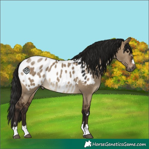 Horse Color:Gray Brown Dun Appaloosa