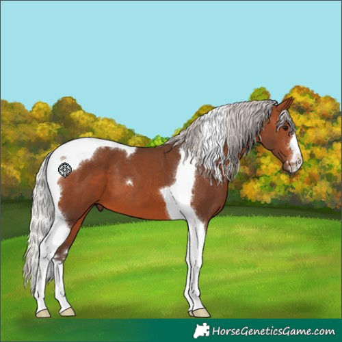 Horse Color:Silver Brown Tobiano 