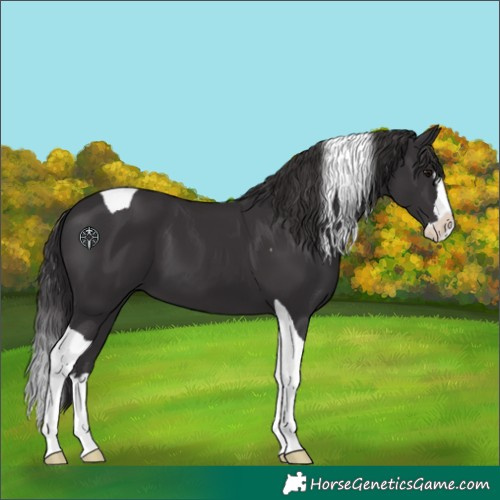 Horse Color:Smoky Black Splash Tobiano 
