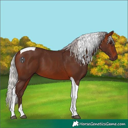 Horse Color:Silver Brown Tobiano 