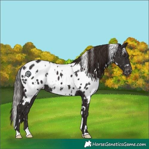 Horse Color:White Spotted Liver Chestnut Appaloosa