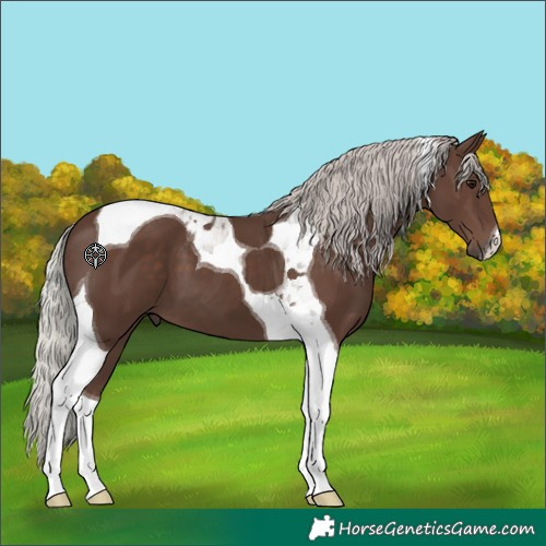 Horse Color:Silver Black Tobiano
