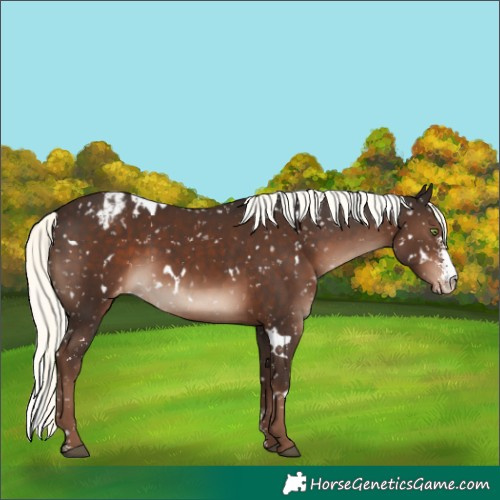 Horse Color:White Spotted Liver Chestnut Mushroom Sabino Snowflake VarnishRabicano 