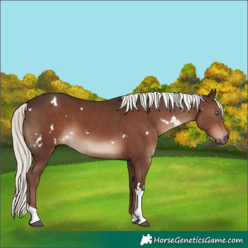 Horse Color:White Spotted Liver Chestnut Mushroom Tobiano Rabicano 