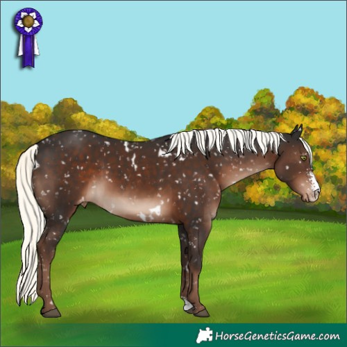 Horse Color:White Spotted Liver Chestnut Mushroom Sabino Snowflake Varnish Rabicano 