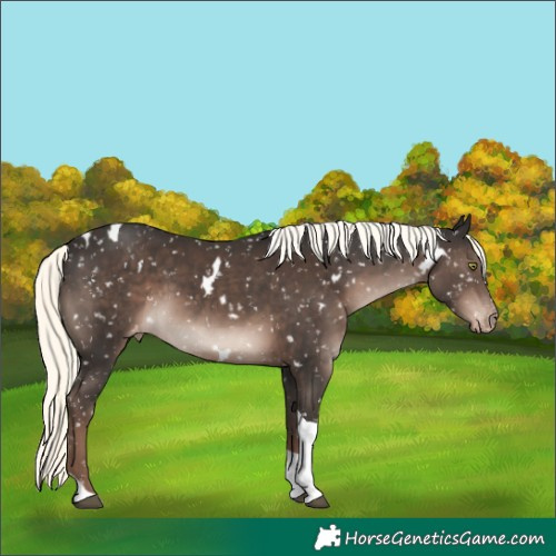 Horse Color:White Spotted Liver Chestnut Mushroom Tobiano Snowflake VarnishRabicano