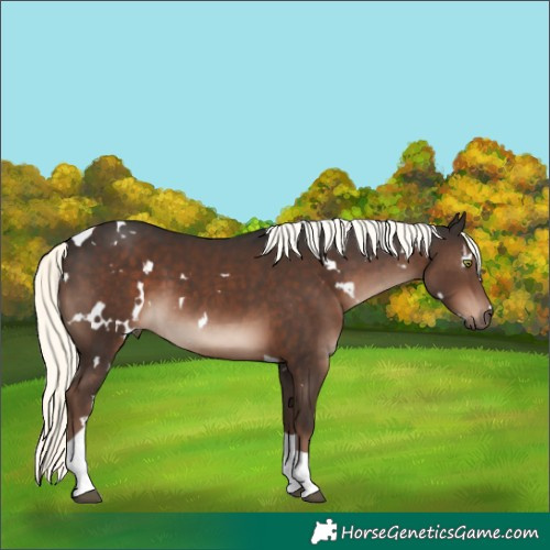 Horse Color:White Spotted Liver Chestnut Mushroom Tobiano Rabicano