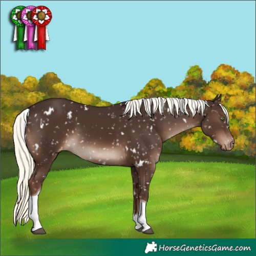 Horse Color:White Spotted Liver Chestnut Mushroom Tobiano Appaloosa Rabicano 