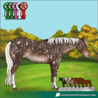 Horse Color:White Spotted Liver Chestnut Mushroom Tobiano Appaloosa Rabicano