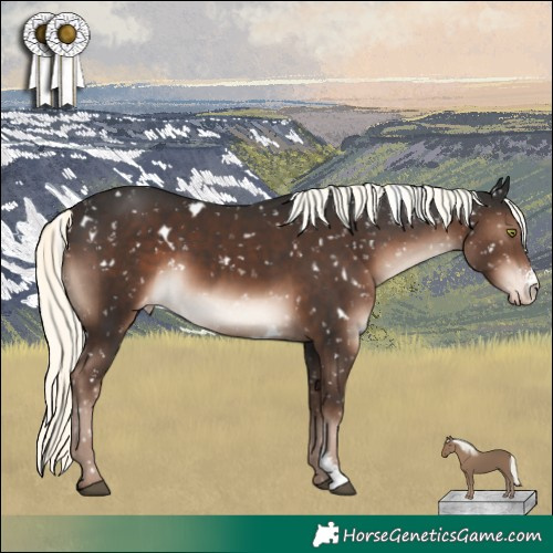 Horse Color:White Spotted Liver Chestnut Mushroom Sabino Appaloosa 