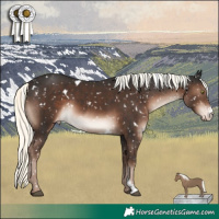Horse Color:White Spotted Liver Chestnut Mushroom Sabino Appaloosa 