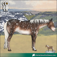 Horse Color:White Spotted Liver Chestnut Mushroom Sabino Appaloosa