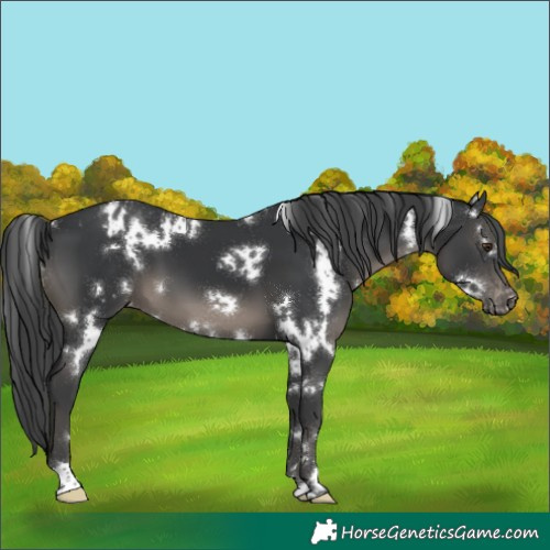 Horse Color:White Spotted Black Varnish 