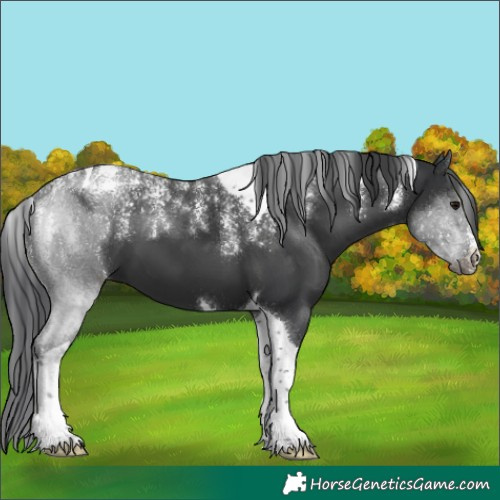 Horse Color:Powder White Black Tobiano 