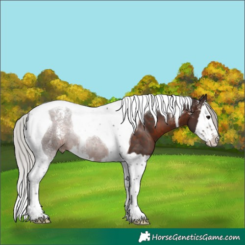 Horse Color:Powder White Silver Brown Splash Tobiano 