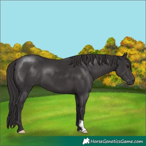 Horse Color:Smoky Black 