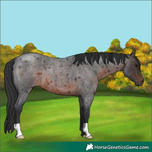 Horse Color:Brown Roan